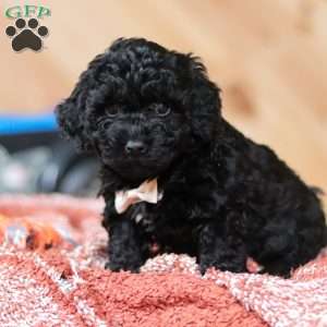 Riggins, Mini Bernedoodle Puppy